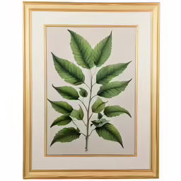 green plants are displayed in a gold frame