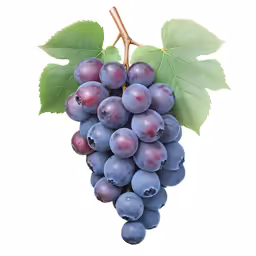 grape with green leaves on it on a white background