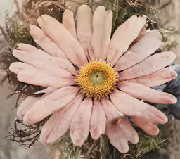 a pink flower is in someone