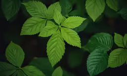 close up view of several leaves from the top of one