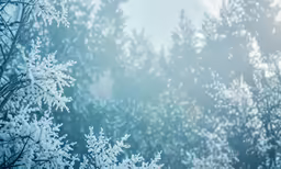 a photo of some trees covered with snow