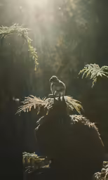 monkey on tree branch with sun behind it