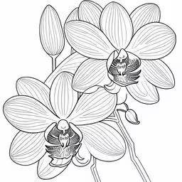 some large flowers that have been drawn with black ink,a large black and white flower on a white background,a black and white illustration of flowers on the stem,a large flower that is blooming in black and white,the blooming flowers are black and white with no leaves