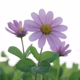 purple flowers with green leaves on white background