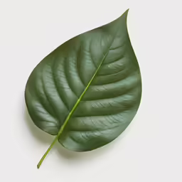 a green leaf sitting on top of a white surface