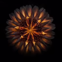 a large flower sitting on top of a black background