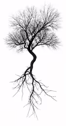a bare tree against a white sky