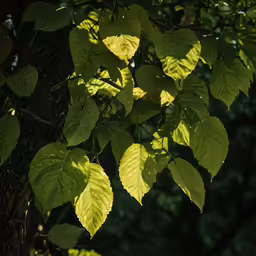 a bunch of leaves hanging from the top of a tree