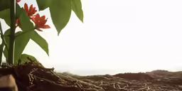a plant that has red flowers growing out of it