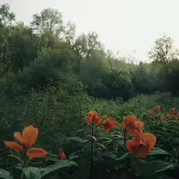 orange flowers grow in a green, wooded area