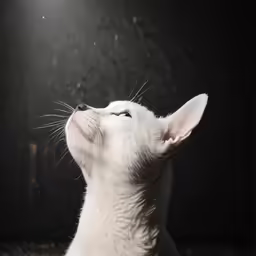 a white kitten is looking up into the air