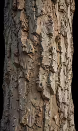 the bark is dark and textured with little rain