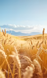 a wheat field of high dry grass