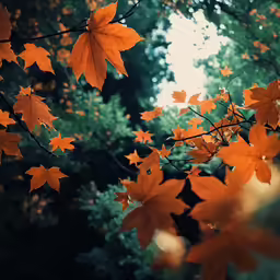 leaves are shown hanging on the branches of trees