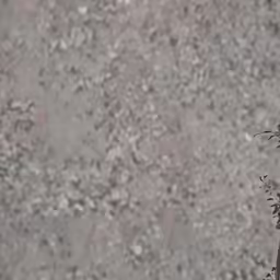 some small, light colored plants and a concrete surface