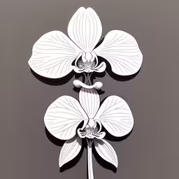 two flowers with white petals and leaves on a grey background,two orchids on a brown background are shown,the flower is white with no petals,three flowers with a black and white background,two flower cut outs hanging on a wall