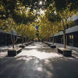 sun reflecting off trees onto the side of a street