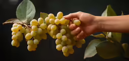 a person is holding grapes from a tree