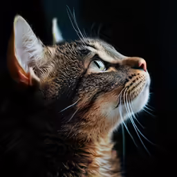 a close up of a cat looking out at something