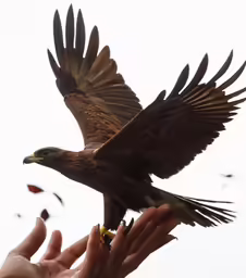a bird that is flying in the air
