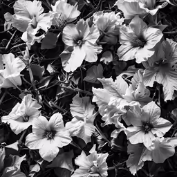 a bunch of flowers that are sitting in the grass