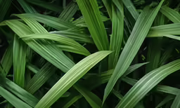 closeup view of a plant in green foliage