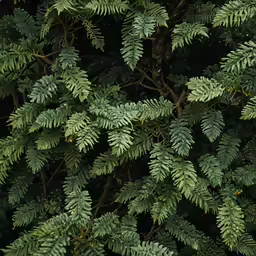 a lush green tree filled with lots of leaves