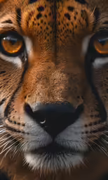 an image of a cheetah head that has big yellow eyes
