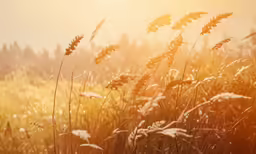 some very tall grass with a bright sun in the background
