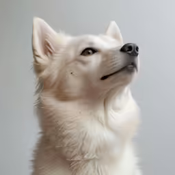 a close up shot of a dog on a gray background