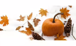 a small pumpkin and two cones of pine needles laying in the snow