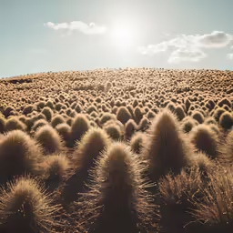 a large group of cactus plant on top of a field
