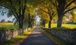 a tree lined road in a rural area
