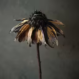 a flower has several feathers on it and is in a grey background