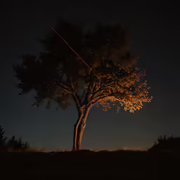 a tree with light shining on it at night