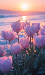 pink tulips bloom in front of the ocean at sunset