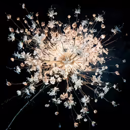 white flowers with yellow centers surrounded by blue fireworks