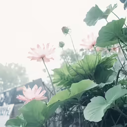 the pink lotus is in the water by the water bank