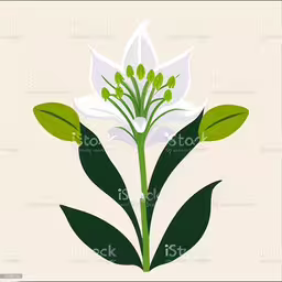 an image of a flower that is white with green leaves,a white flower with green leaves on a tan background