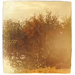 a group of trees in front of a sky with sun