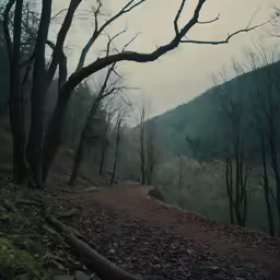 a lone road winding through the woods on a foggy day