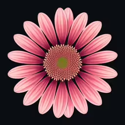 a large pink flower with its petals spread out,pink flower with large petals on black background