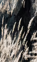 plants blowing in front of large rocks and boulders