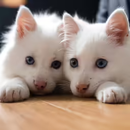 two white kittens laying on top of a wooden table