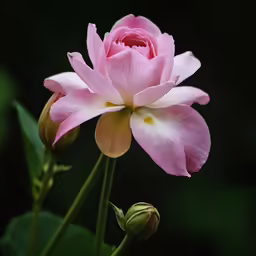 a pink flower with large petals sits on top of the stem