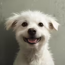 a white dog with shaggy hair smiles for the camera
