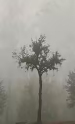a lone tree standing in front of foggy trees