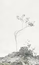 a single tree is growing out of a rock
