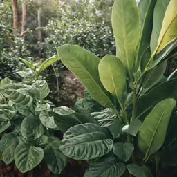 lush green leaves in a park setting