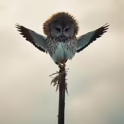 an owl with its wings open on a tree